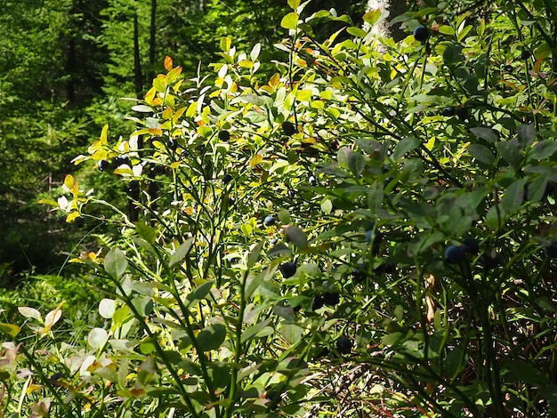 Bosbes of bosbes mirte Vaccinium myrtillus een laagblijvende struik een soort van het geslacht Vaccinium van de familie Heatheraceae Bos wilde blauwpaarse bessen en groene bladeren Bessen plukken