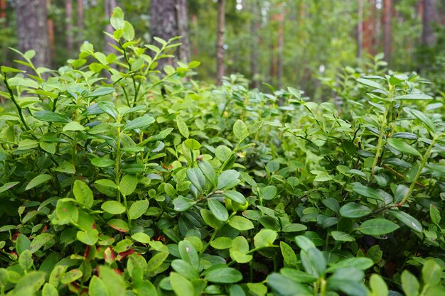 Bosbes of bosbes mirte Vaccinium myrtillus een laagblijvende struik een soort van het geslacht Vaccinium van de familie Heatheraceae Bos wilde blauwpaarse bessen en groene bladeren Bessen plukken