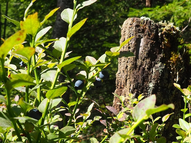 Bosbes of bosbes mirte Vaccinium myrtillus een laagblijvende struik een soort van het geslacht Vaccinium van de familie Heatheraceae Bos wilde blauwpaarse bessen en groene bladeren Bessen plukken