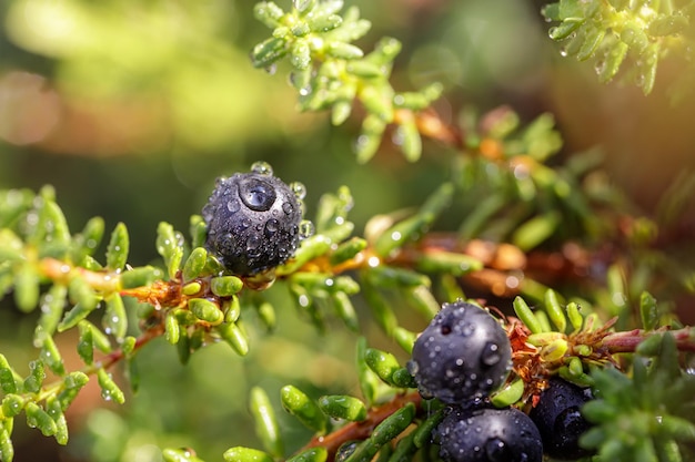 Bosbessen-antioxidanten op een achtergrond van Noorse natuur