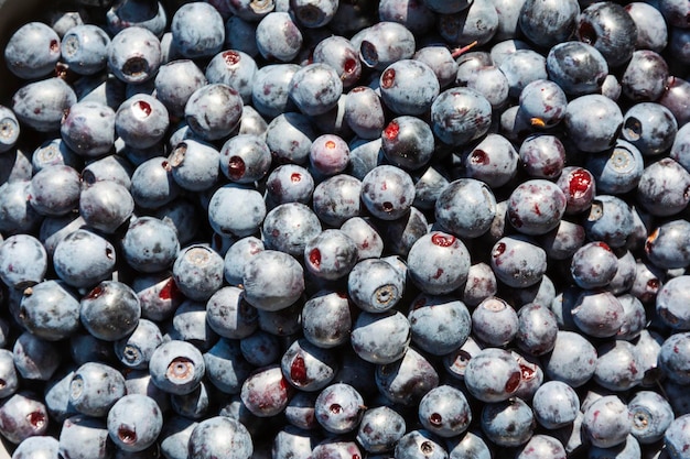 Bosbessen Foto van eten Biologisch vegetarisch gerecht Zoete rijpe bessen