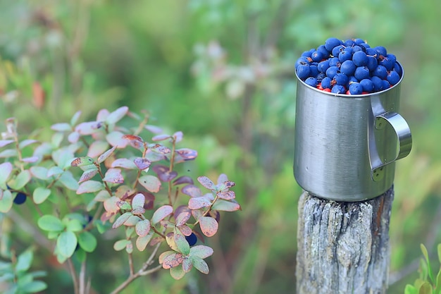 bosbessen in een ijzeren beker in het bos, wandelende achtergrondvitaminen, noordelijke bessen finland voedsel dieren in het wild