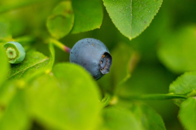 Bosbessen tussen de bladeren macro foto