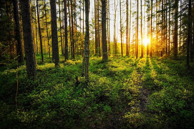 Bosbessenbladeren verlicht door de zon bij zonsondergang Bosbessenstruik in het bos de zon schijnt door de bomen Warme achtergrond Prachtig landschap Karelië Rusland