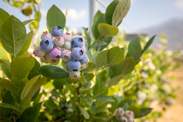 Bosbessenboerderij met een bos rijp fruit aan de boom tijdens het oogstseizoen in Izmir Turkije Geschiedenis van het plukken van blauwe bessen