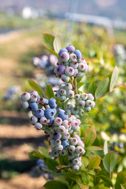 Bosbessenboerderij met een bos rijp fruit aan de boom tijdens het oogstseizoen in Izmir, Turkije