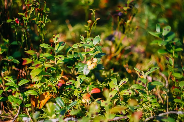 Bosbessenplant met onrijpe bessen