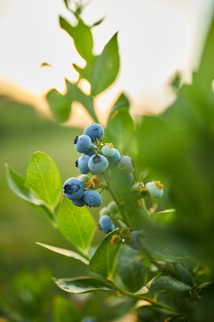 Bosbessenstruik bij zonsondergang, biologisch rijp met sappige bessen, net klaar om te plukken, bosbessenplant groeit in een tuinveld, . Blauwe bes hangend aan een tak, Bio, biologisch gezond voedsel