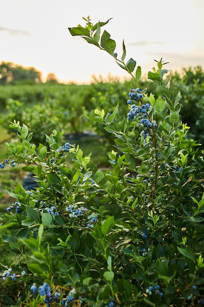 Bosbessenstruik op zonsondergang biologisch rijp met sappige bessen, klaar om te plukken