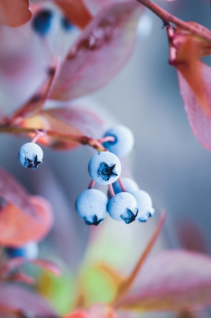 Bosbessenvruchten op struik in de herfst Highbush bosbessenplant in de herfst