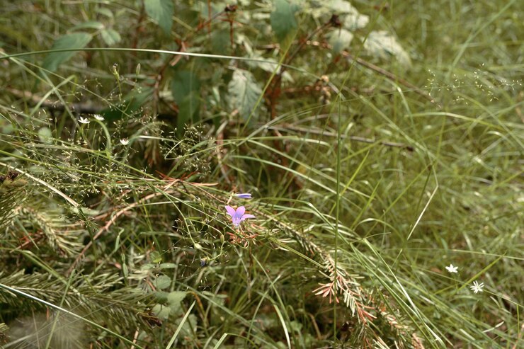 Bosbloem in het gras in de zomer