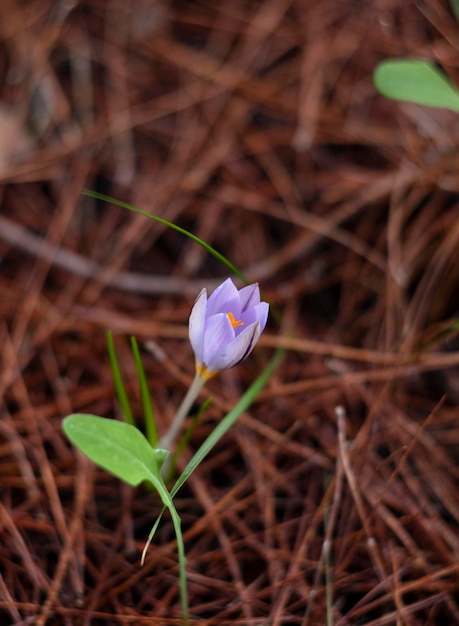 Bosbloem Krokus van dichtbij in het bos in Griekenland