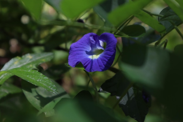 Foto bosbloemen bloeien paars op groen