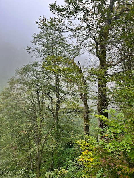 Bosbomen in de mist.