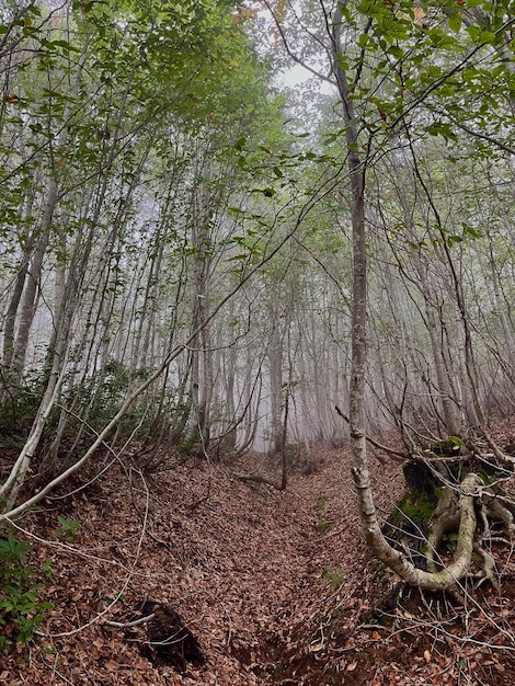 Bosbomen in de mist.