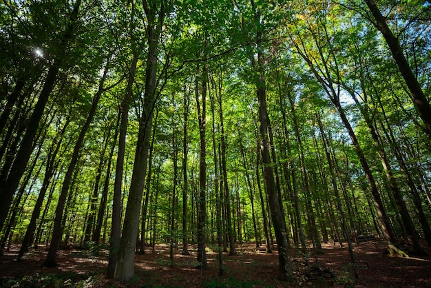 bosbomen natuur groen hout