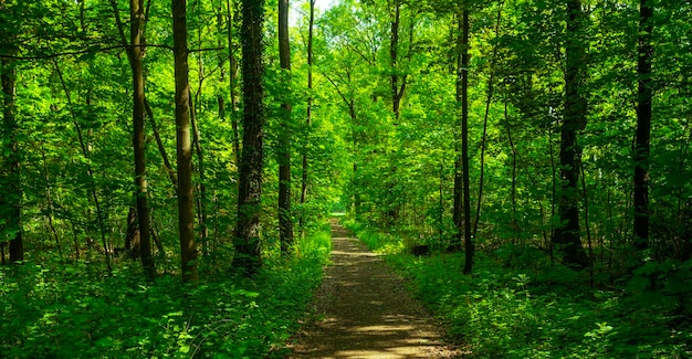 bosbomen natuur groen hout