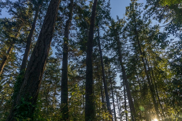 Bosbomen van onderen die omhoog kijken naar het bladerdak