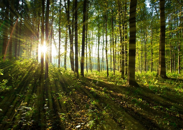 Bosbomen