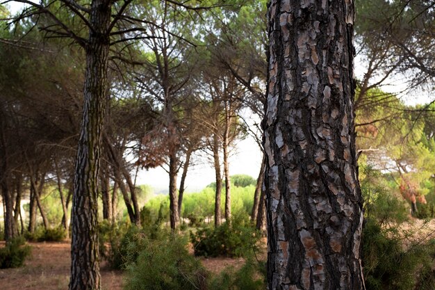 Bosbos bomen landschap met stam op de voorgrond en dennen op de achtergrond - ochtend mooi licht - geen ontbossingsconcept