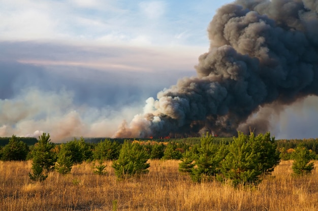 Bosbrand natuurramp Brandend bos