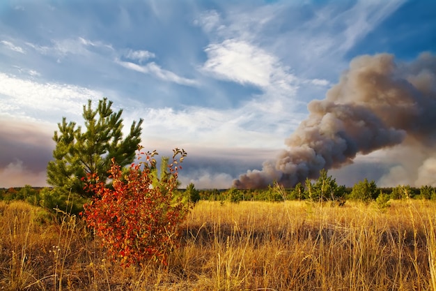 Bosbrand natuurramp Brandend bos