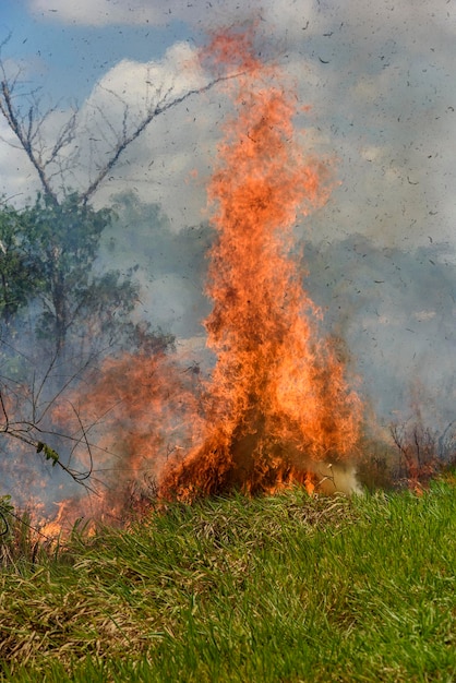 Bosbranden Brand en verbrande bomen in het Braziliaanse Atlantische Woud Santa Rita Paraiba Brazil