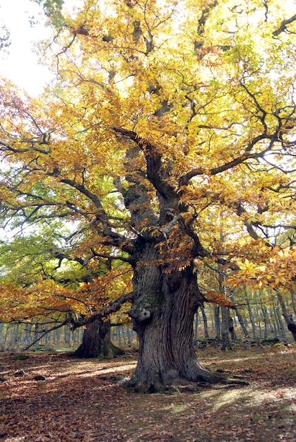 Boscastar in de herfst