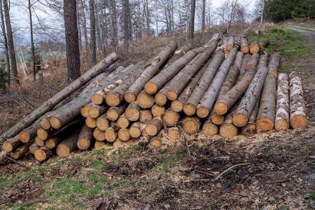 Bosdennen en sparren Boomstammen stapelen de kaphouthoutindustrie op