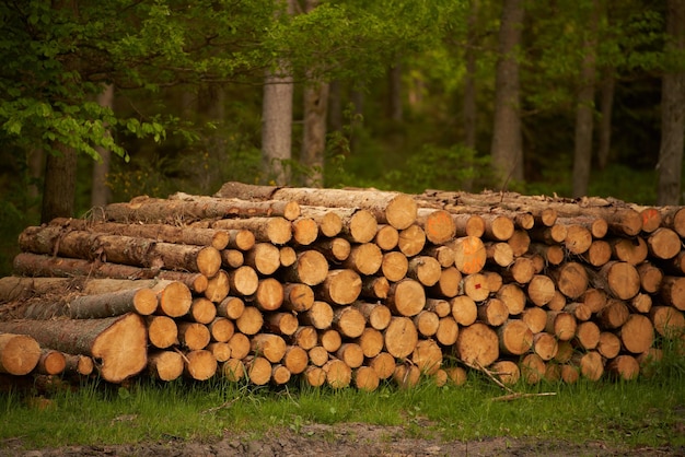 Bosdennen en sparren Boomstammen stapelen de kaphouthoutindustrie op