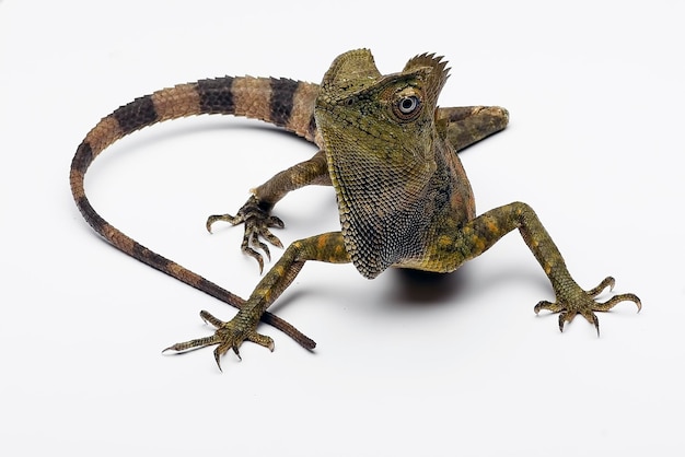 Bosdraak (Gonocephalus liogaster) op witte achtergrond