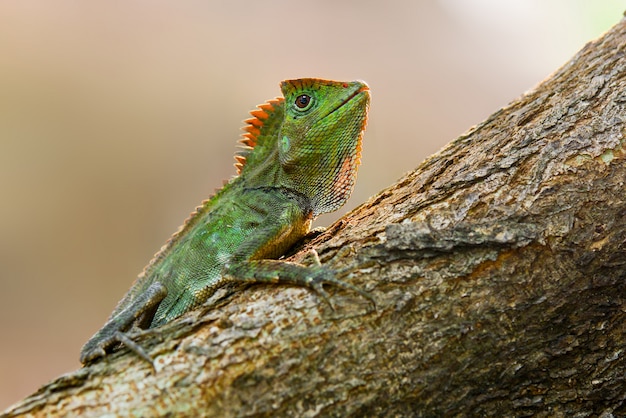 Bosdraakhagedis op boom