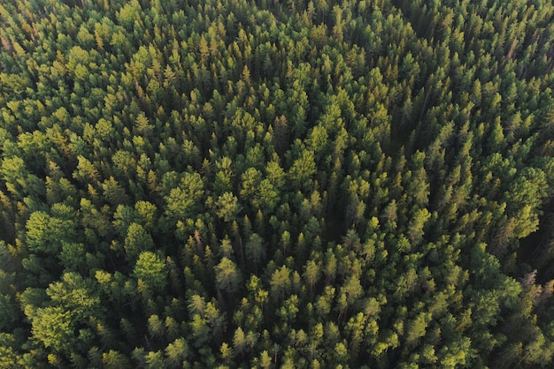 Bosgebied Luchtfoto De toppen van de bomen worden verlicht door de ondergaande zon