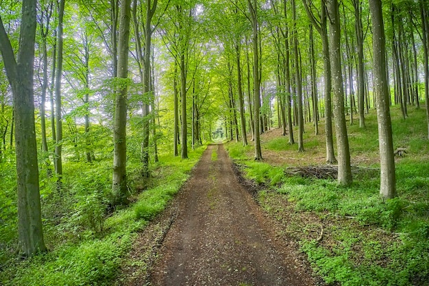 Bosgroen en pad naar een mysterieuze plek met groen en veel bomen om er even helemaal tussenuit te zijn Prachtig landschap met gras en planten langs een wandelpad in de natuur waar avontuur wacht