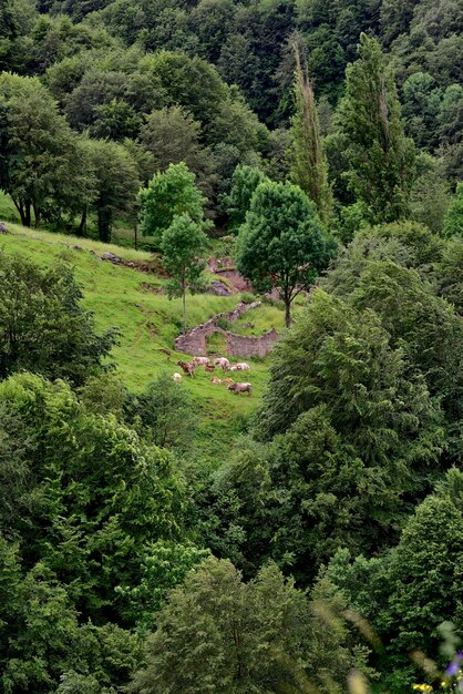 bosgroen landschap