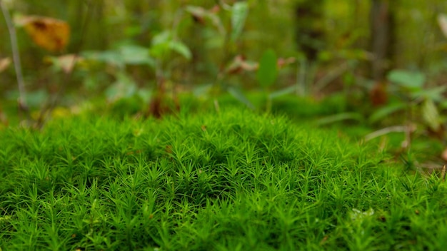 Bosgroen mosgroen gras