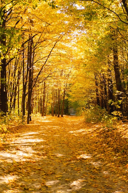 Bosherfst bij zonnig herfstweer herfstlandschap herfstbomen