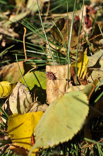 Bosinsect op een droog blad. Herfst, rood-zwart, boswants op een blad van een boom. Zonnige dag.