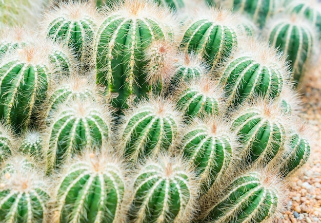 Bosje groen Kleine cactussen in rotstuin