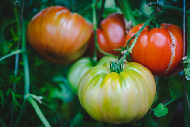 Bosje natuurlijke tomaten