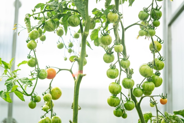 Bosje natuurlijke tomaten