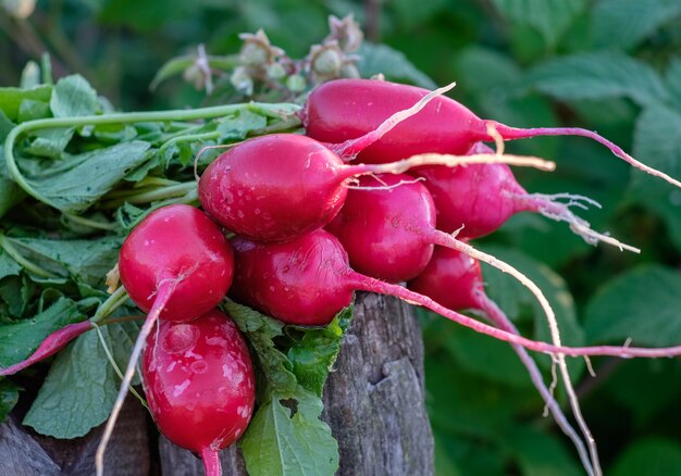 Bosje vers geplukte rode radijs in de tuin in de zomer