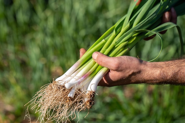 bosje zachte knoflook in de boomgaard