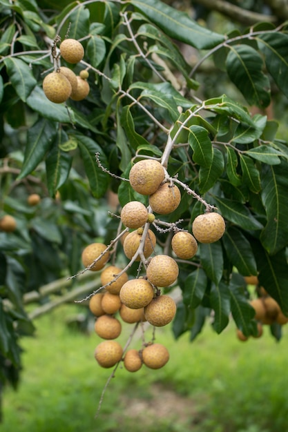 Bosjes longan fruit