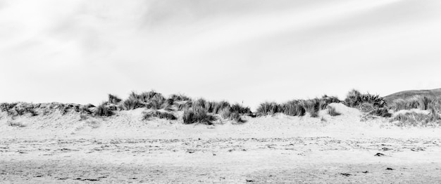 Foto bosjes op het zand op het strand tegen de lucht