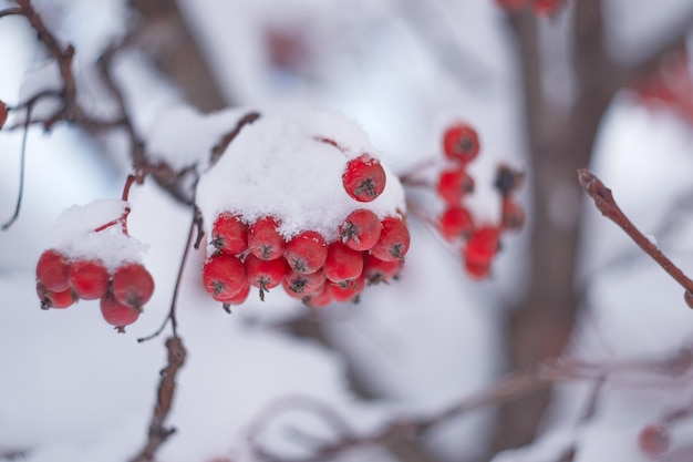 bosjes rode lijsterbes onder een hoedje witte sneeuw