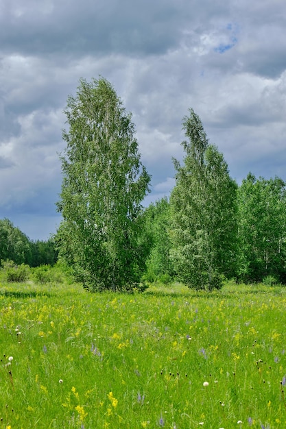 Boskap met bloeiende grassen achtergrond berkenbos