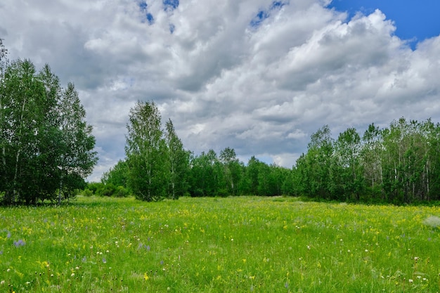 Boskap met bloeiende grassen achtergrond berkenbos