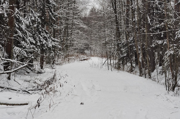 Boskap op een besneeuwde bewolkte ochtend in januari Moskou regio Rusland