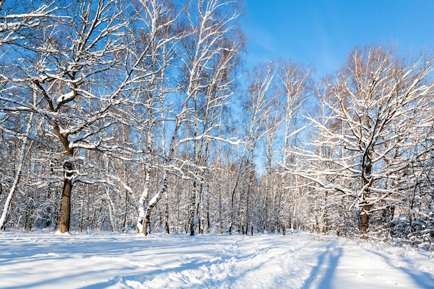 Boskap op zonnige winterdag